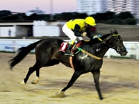 Excelente reunião de 10 páreos no Hipódromo do Cristal