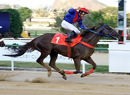 Vontade de Matar, o melhor na P.E. Glória de Campeão