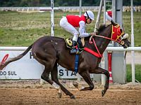 Doze provas a partir das 15 horas no Hipódromo do Cristal