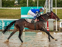 Dez páreos a partir das 15 horas no Hipódromo do Cristal