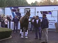 American Pharoah já está na Coolmore America