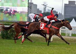 Reality Bites, o herói do Grande Prêmio Derby Paulista (G1)
