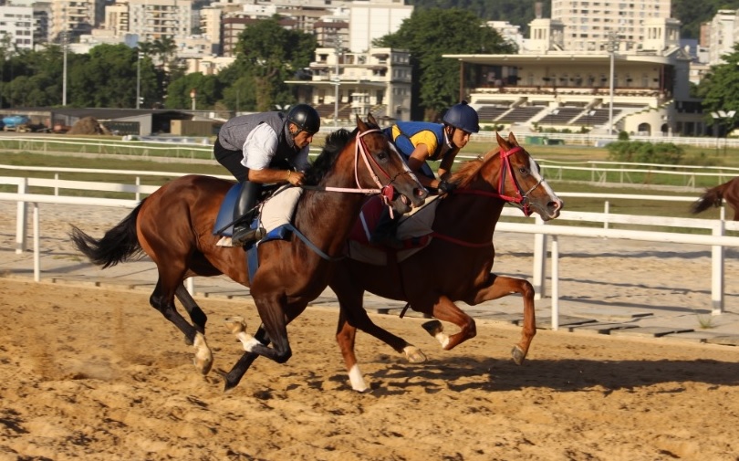 Após matinais, treinadores revelam as chances de seus animais para as carreiras do final de semana