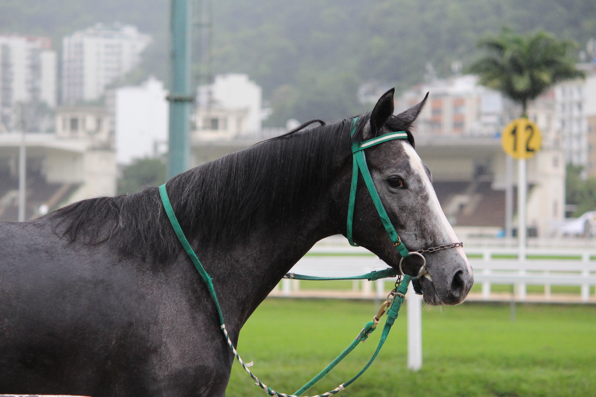 Encontre o seu animal favorito e saiba o dia e a hora de sua carreira