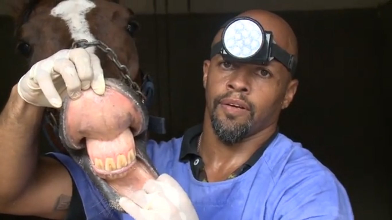 TV TURFE: Cavalo também vai ao dentista