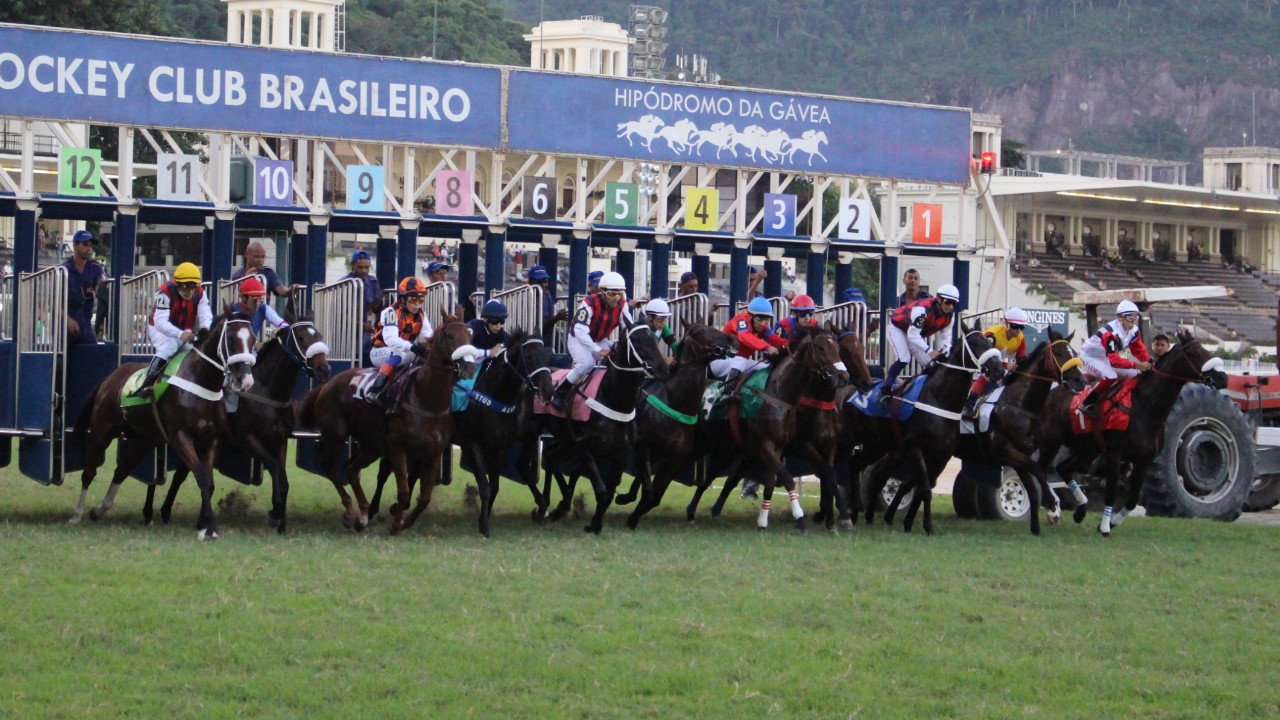 Veja o dia e o horário que o seu animal favorito estará em ação no final de semana