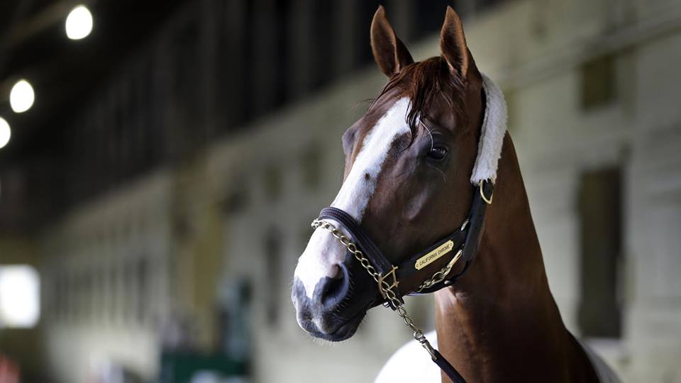 Ranking da Longines coloca os craques California Chrome e Winx como os melhores do mundo