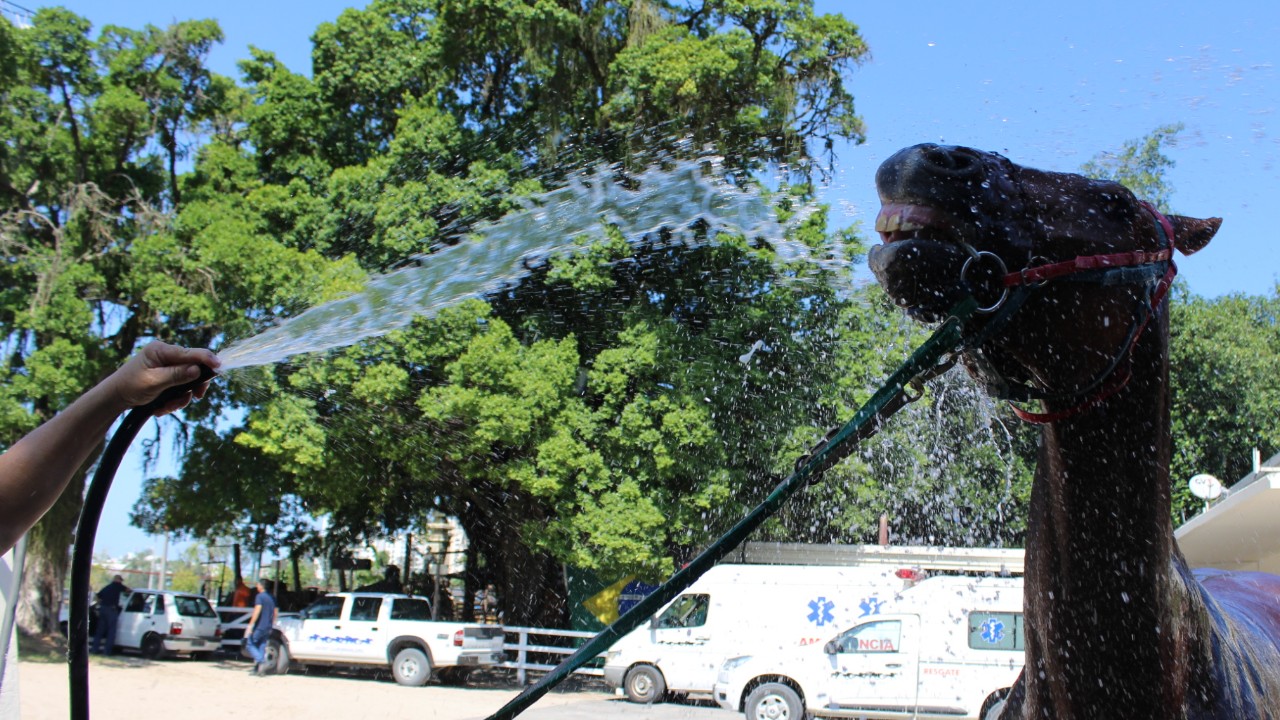 Encontre o animal de sua preferência e confira o dia e a hora de sua carreira