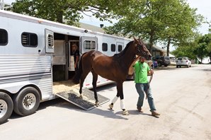 Exaggerator chega para a terceira prova da Tríplice-Coroa americana em Belmont Park