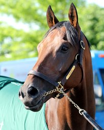 Turfe internacional: Nyquist está fora do Belmont Stakes (GI)