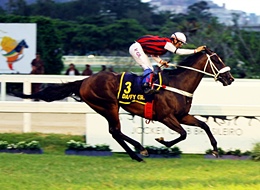GP Brasil (G1): A fantástica Daffy Girl é a favorita e única fêmea entre 14 competidores