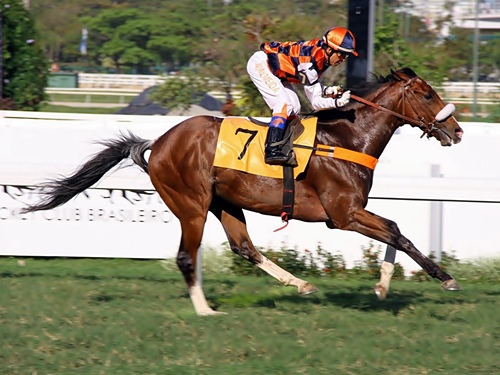OSAF libera lista dos classificados para o Longines GP Latinoamericano 2017