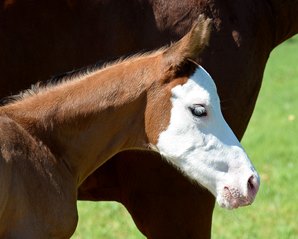 Potro de cabeça branca que fez sucesso nas redes sociais recebe o nome de Southern Phantom