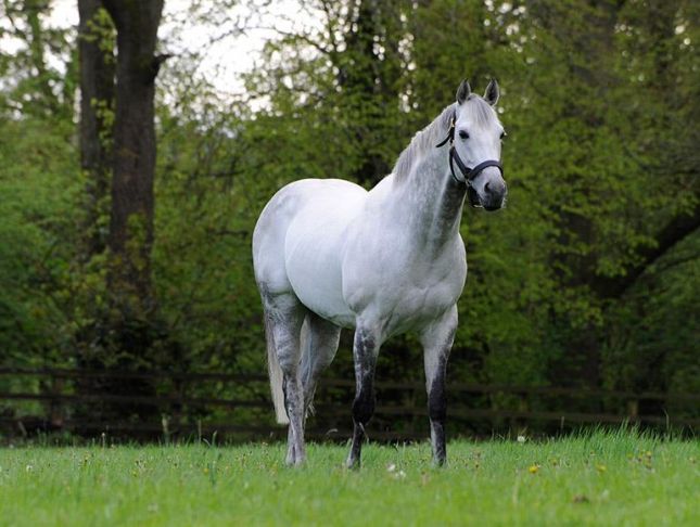 Turfe internacional: vencedor do Prix l’Arc de Triomphe 2003, Dalakhani é aposentado na França