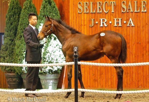 Turfe internacional: filhos de Deep Impact e Curlin são vendidos com preços recordes em leilões