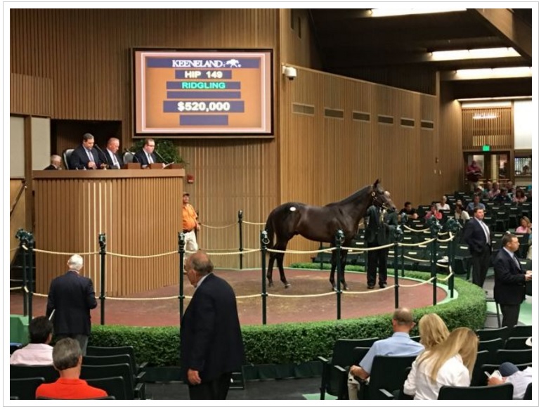Mercado: filho de Zardana é leiloado por US$ 520 mil em Keeneland