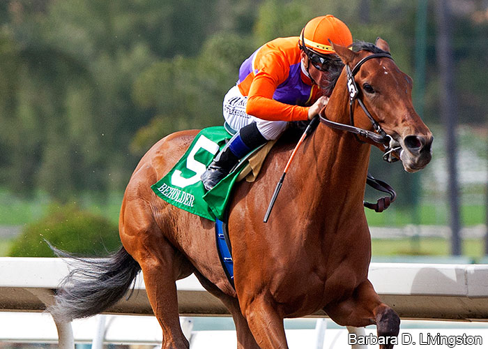 Breeders’ Cup: uma das estrelas do páreo de éguas, Beholder deve fazer a sua despedida das pistas