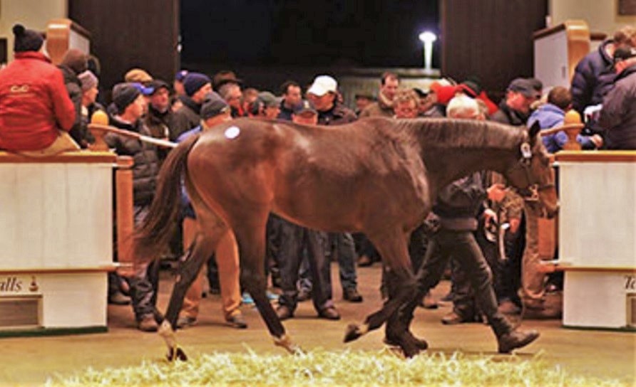 Mercado: filho de Frankel é vendido por R$ 1 milhão em Tattersalls