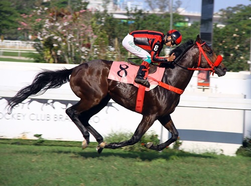 ADDEDs – GP Estado do Rio de Janeiro (G1) – 1ª Etapa da Tríplice Coroa de Produtos