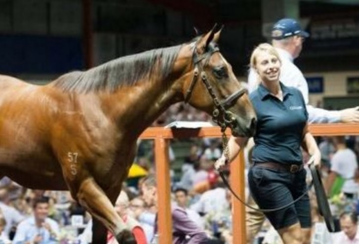 Mercado: Keeneland e Magic Millions movimentaram primeiras semanas do ano