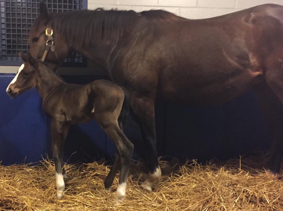 Criação: nasce o primeiro filho de American Pharoah