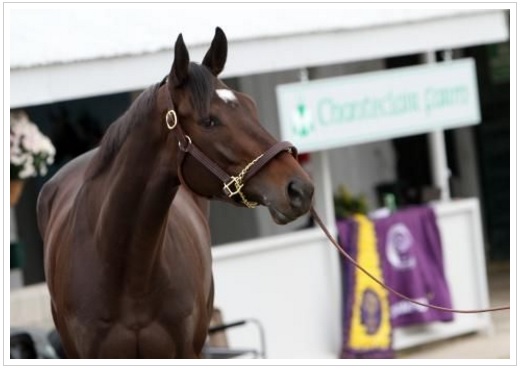 Criação: norte-americanos perdem Royal Delta e Lucky Pulpit