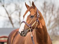 California Chrome cobrirá por três temporadas no Chile
