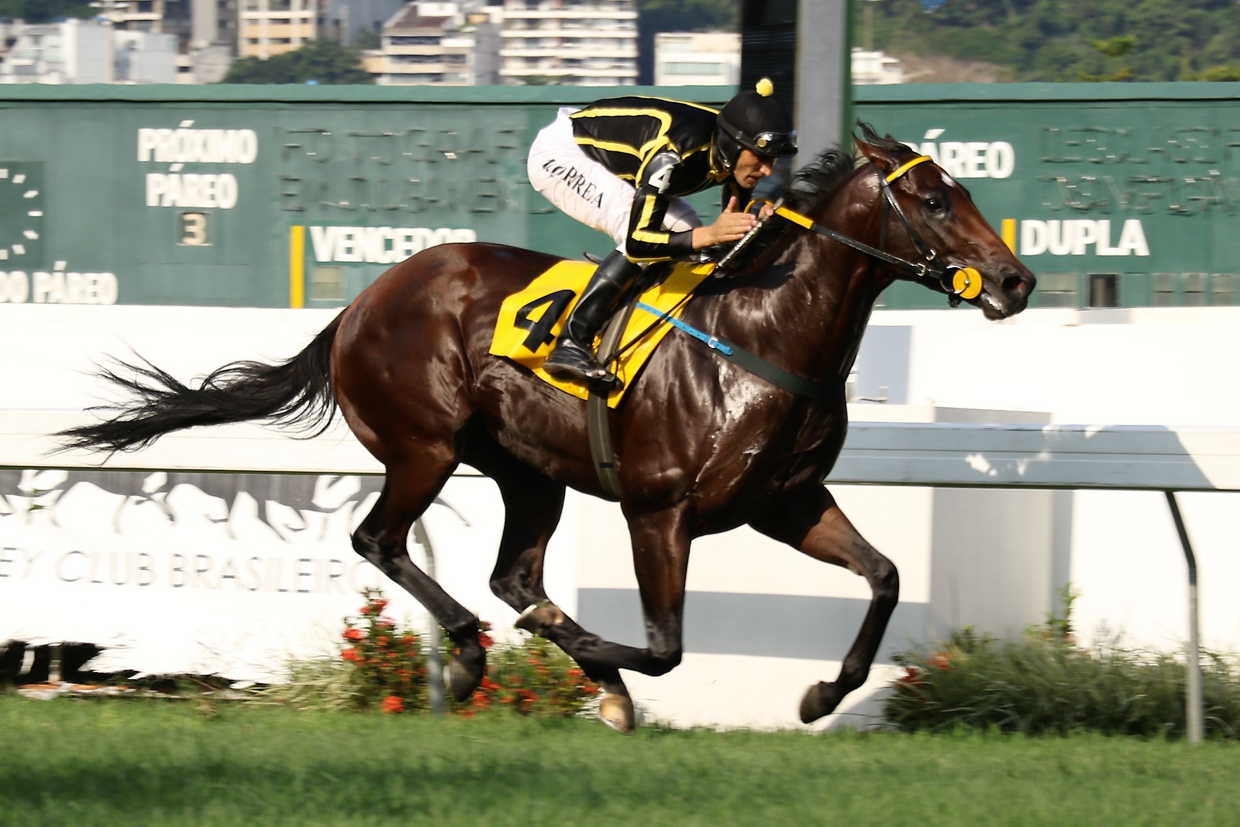 Imbatível, Thunder Cat domina o Clássico Jockey Club de São Paulo (L.)