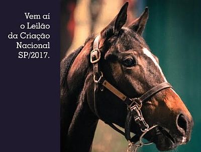 É hoje, 1ª etapa da Leilão da Criação Nacional ABCPCC 2017 (etapa paulista)