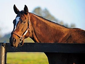 Zenyatta dá a luz a uma filha de Medaglia d’Oro