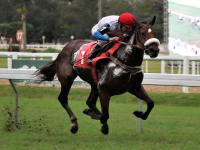 Six Flags, de Fazenda Mondesir, a melhor na P.E. Risota