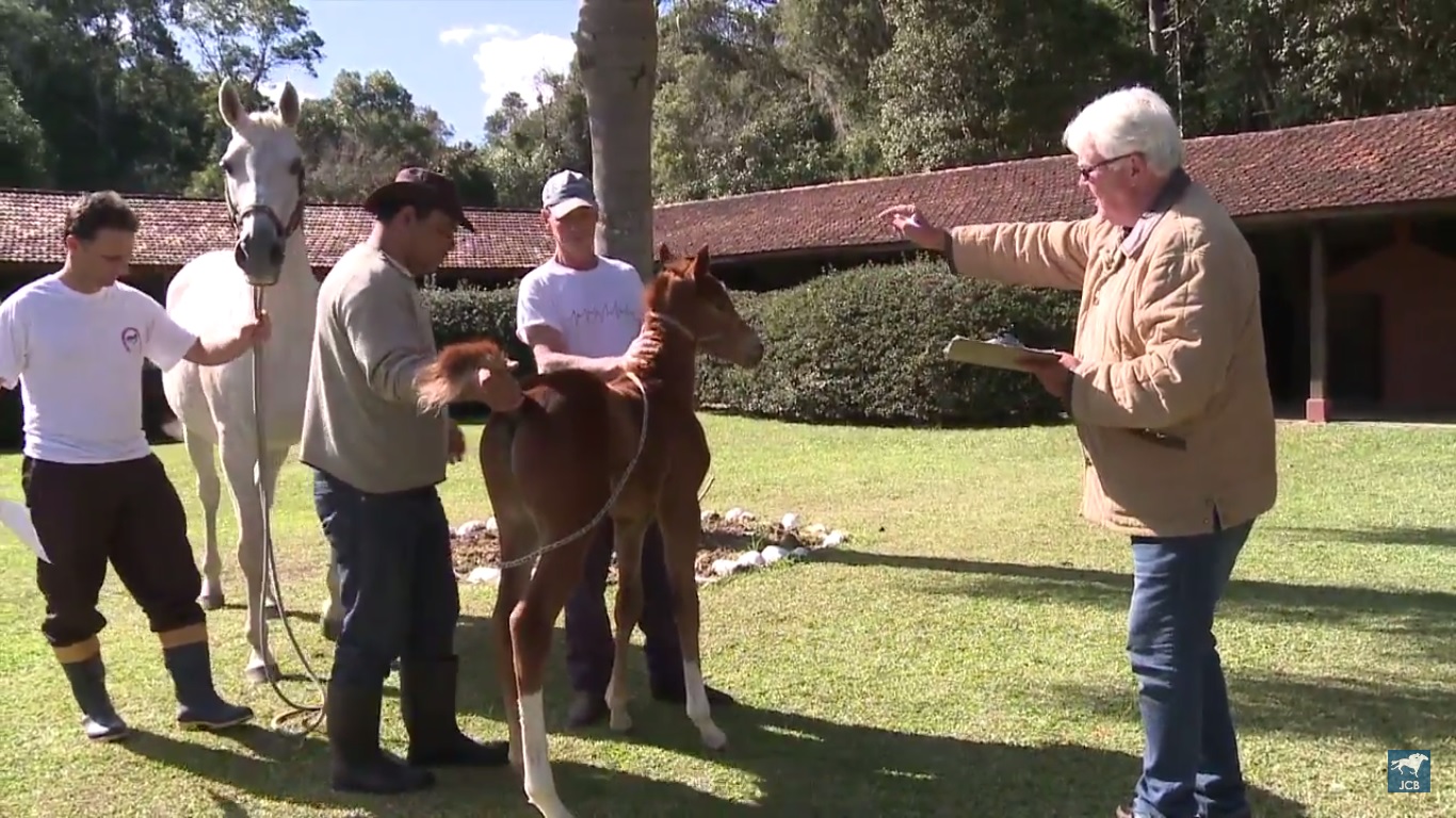 Especial Tv Turfe – Conheça como é a rotina na criação de cavalos de corridas
