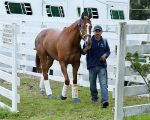 Criação: estrelas norte-americanas, Finest City, Lady Eli e Stellar Wind irão a leilão em novembro