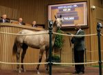 Keeneland: com lotes acima dos US$ 2,5 mi, produtos de Tapit dominam abertura da September year sale