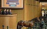 Mercado: com US$ 525 mil, filho da brasileira Bella Fafa liderou preços do dia em Keeneland