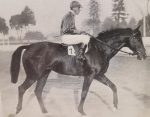 Santarém – Um dos mais importantes cavalos da criação Paula Machado