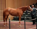 Mercado: filha de Tapit, Bellavais lidera preços no primeiro dia de vendas em Keeneland