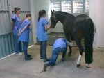 Ocorrências veterinárias dos dias 18, 19 e 20 de JULHO de 2021