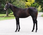 Keeneland: filho de Great Hot alcança US$ 600 mil. Produtos de éguas brasileiras somam US$ 1,5 milhão.