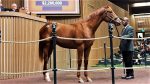 Mercado: em Keeneland, Godolphin arremata filho de American Pharoah por US$ 2,2 milhões