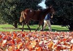 Mercado: Keeneland November movimenta US$ 188 milhões. Brasileiras “fazem” US$ 503 mil.
