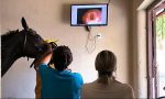 Exames clínicos e endoscópicos ganham agilidade no setor de veterinária