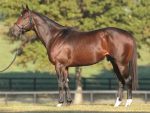 Pedigrees da semana: New Year’s Day, Ohio, Happy Bryan e Filo di Arianna