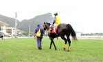 Pedigree da semana: Efetivo Bull
