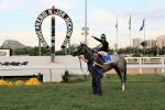 Na desclassificação de Efetivo Bull, Happy Bryan é a campeã do GP Major Suckow (G1)