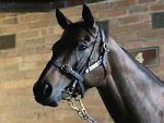 Winx será coberta por I Am Invincible