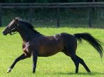 Deep Impact desfalca criação mundial