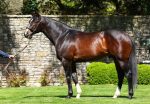 Pedigree da semana: VERRAZANO