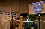 Keeneland : Potranca é vendida por US$ 8,2 milhões. Veja os maiores preços: