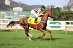 Pedigree da semana: Mondragon
